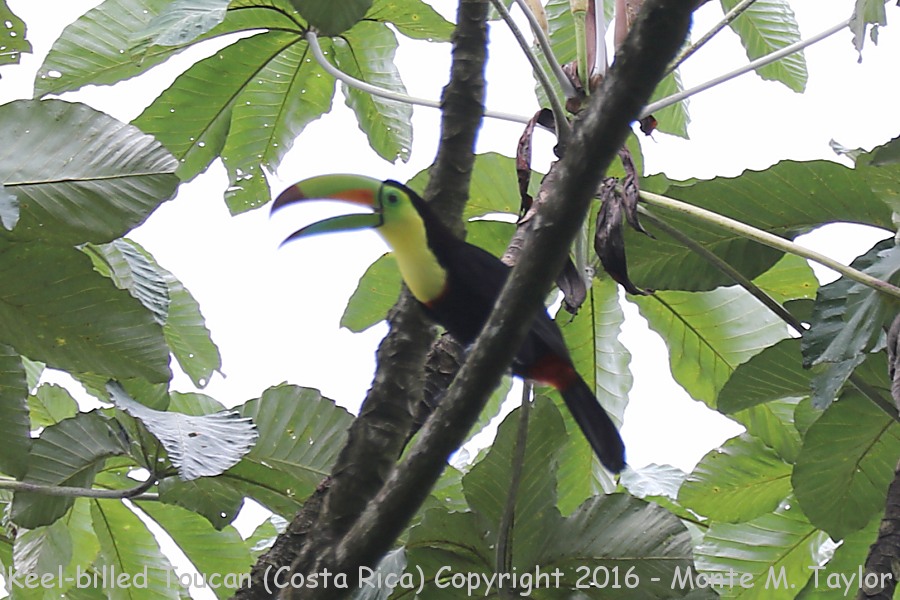 Keel-billed Toucan -winter- (Selva Verde, Costa Rica)