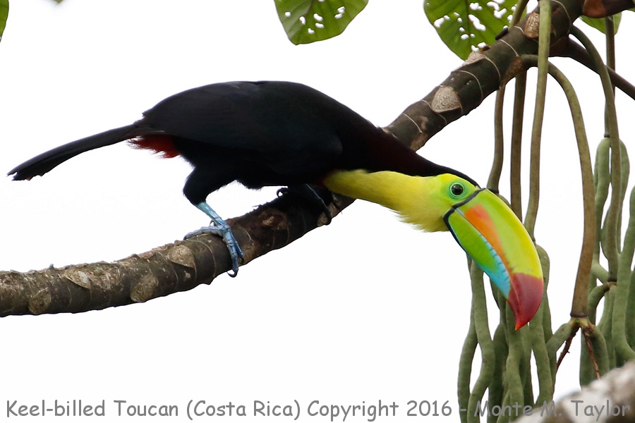 Keel-billed Toucan -winter- (Selva Verde, Costa Rica)