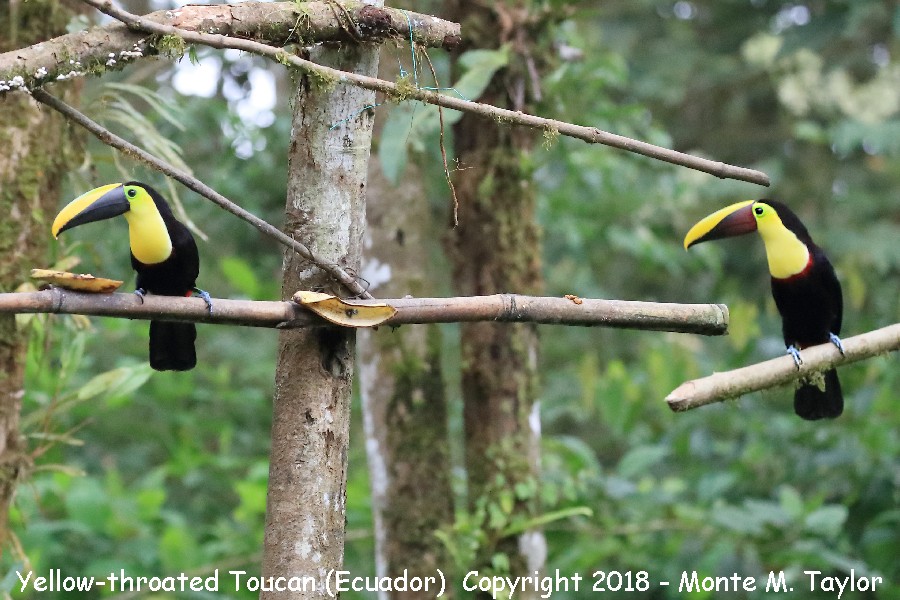 Yellow-throated (right) Toucan & Choco (left) Toucan -November- (Milpe, Ecuador)