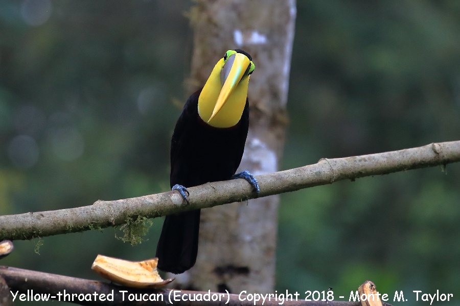 Yellow-throated Toucan -November- (Milpe, Ecuador)