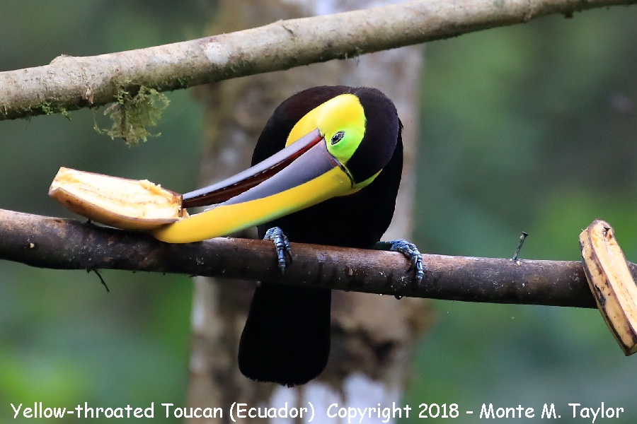 Yellow-throated Toucan (November) -Milpe, Ecuador)