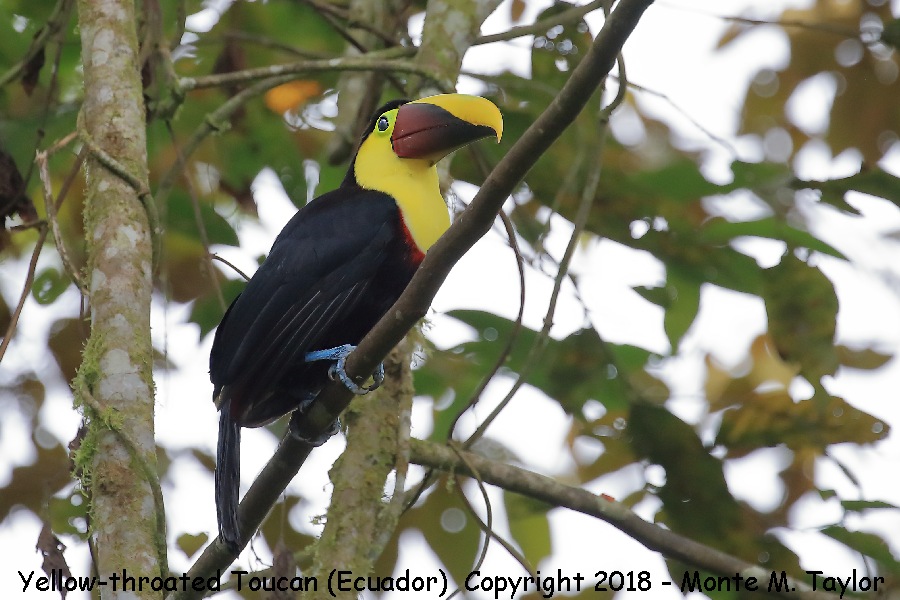 Yellow-throated Toucan -November- (Milpe, Ecuador)