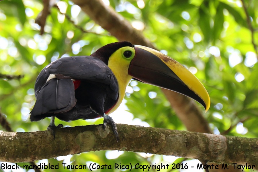 Yellow-throated Toucan -winter male- (Selva Verde, Costa Rica)