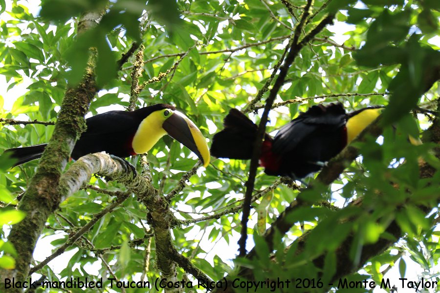 Yellow-throated Toucan -winter male (left) and female (right)- (Selva Verde, Costa Rica)