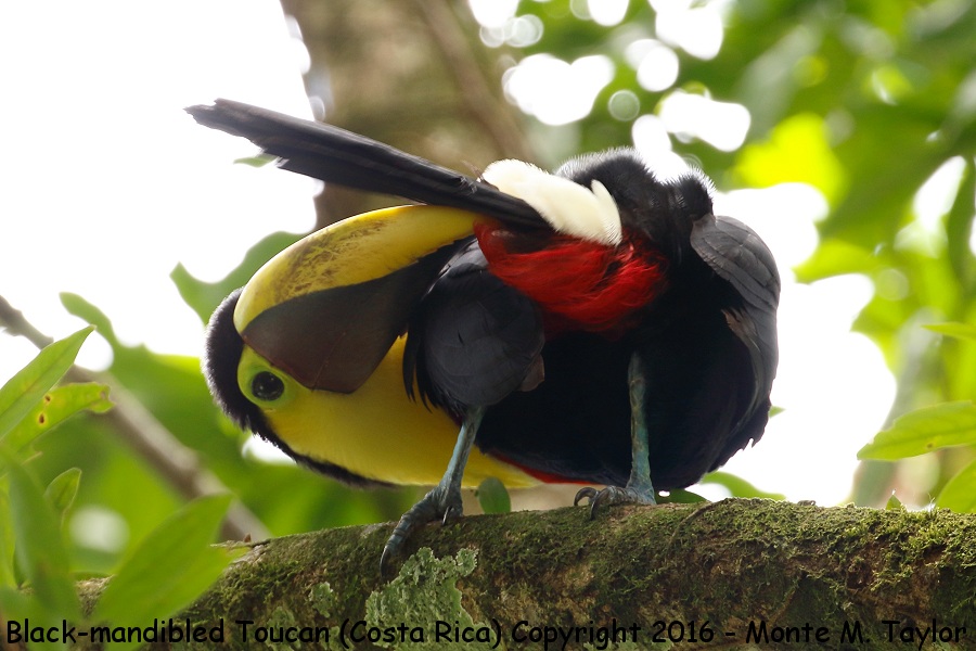 Yellow-throated Toucan -winter male- (Selva Verde, Costa Rica)