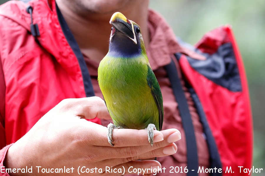 Blue-throated Toucanet -winter- (Savegre, Costa Rica)