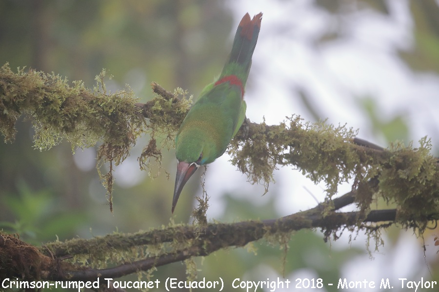 Crimson-rumped Toucanet -November- (Mashpi, Ecuador)