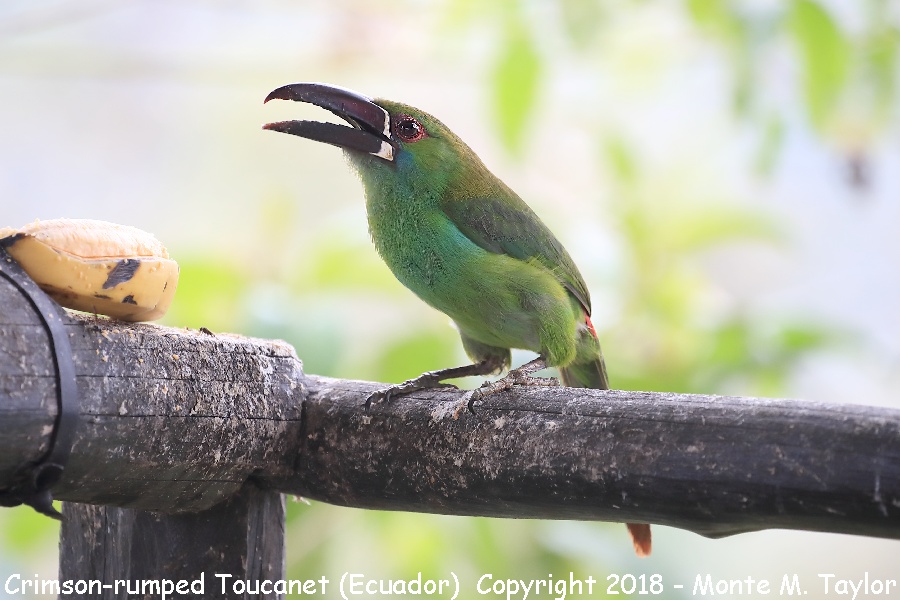 Crimson-rumped Toucanet -November- (Paz Reserve, Ecuador)