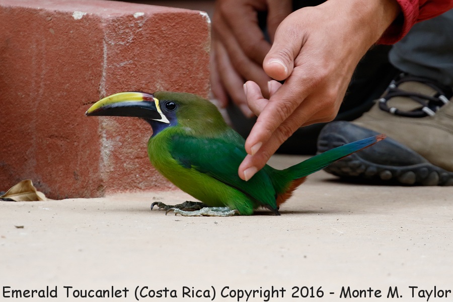 Blue-throated Toucanet -winter- (Savegre, Costa Rica)