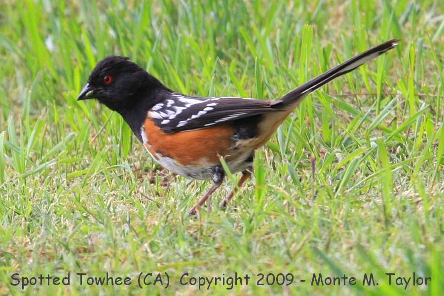 Spotted Towhee -spring- (California)