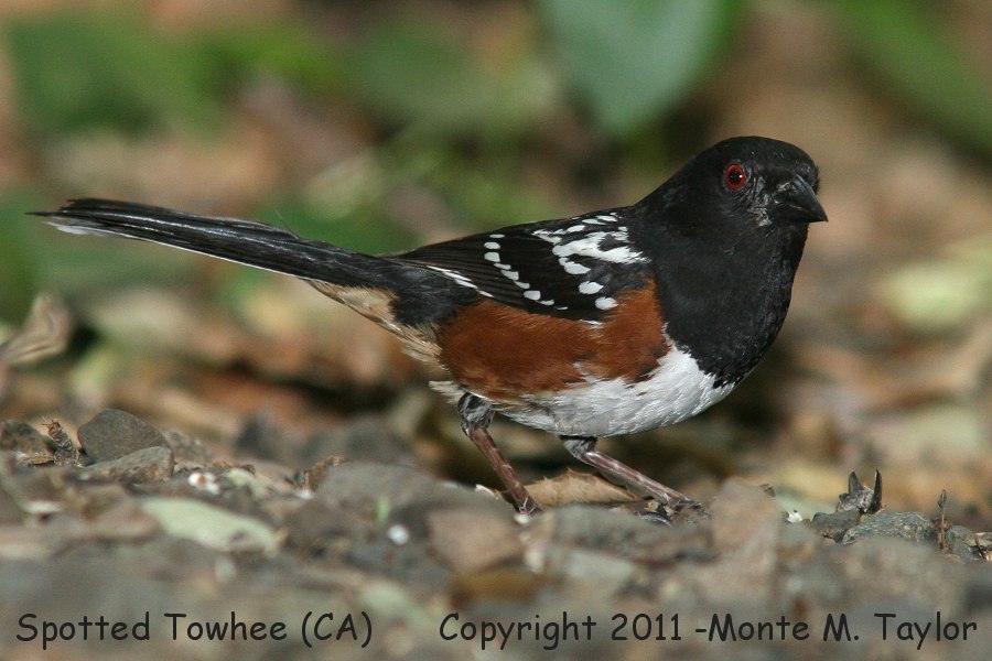 Spotted Towhee -spring- (California)