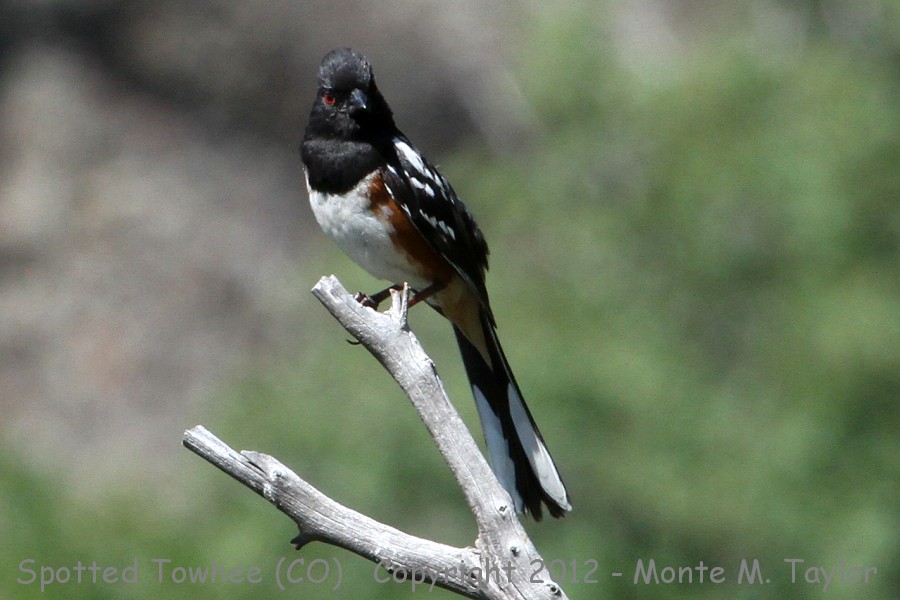 Spotted Towhee -summer- (Colorado) 