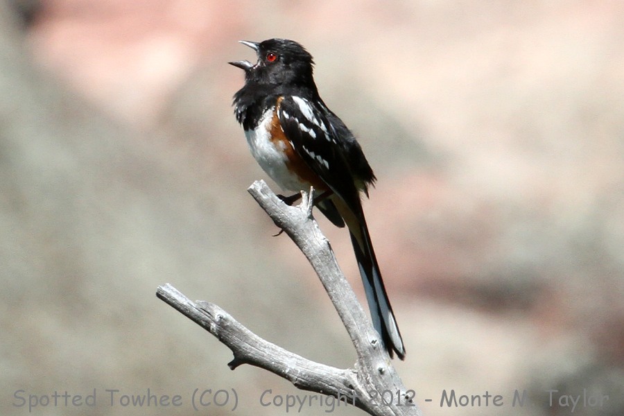 Spotted Towhee -summer- (Colorado)