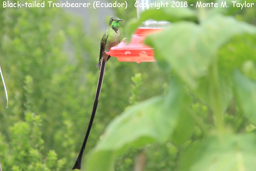 Black-tailed Trainbearer -male- (Tambo Condor Lodge, Ecuador)