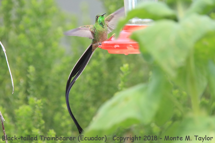 Black-tailed Trainbearer -male- (Antisana Ecological Reserve, Ecuador)