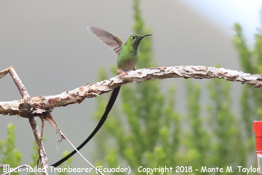Black-tailed Trainbearer -male- (Tambo Condor Lodge, Ecuador)