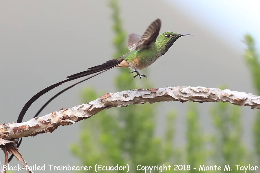 Black-tailed Trainbearer -male- (Tambo Condor Lodge, Ecuador)