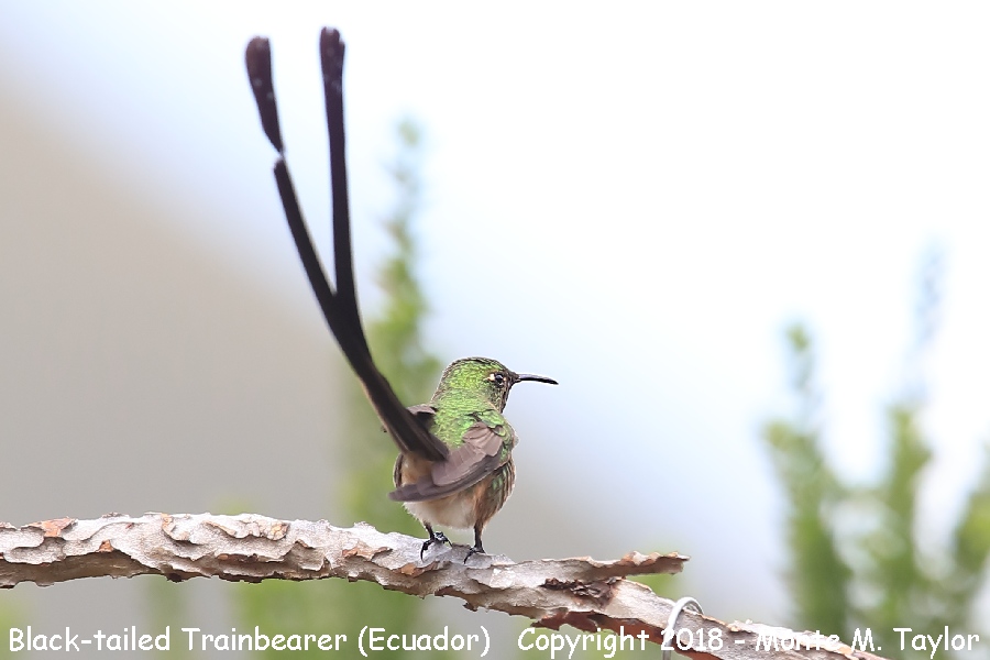 Black-tailed Trainbearer -male- (Tambo Condor Lodge, Ecuador)