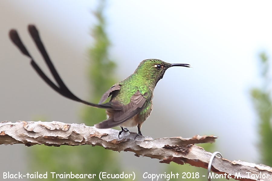 Black-tailed Trainbearer -male- (Tambo Condor Lodge, Ecuador)