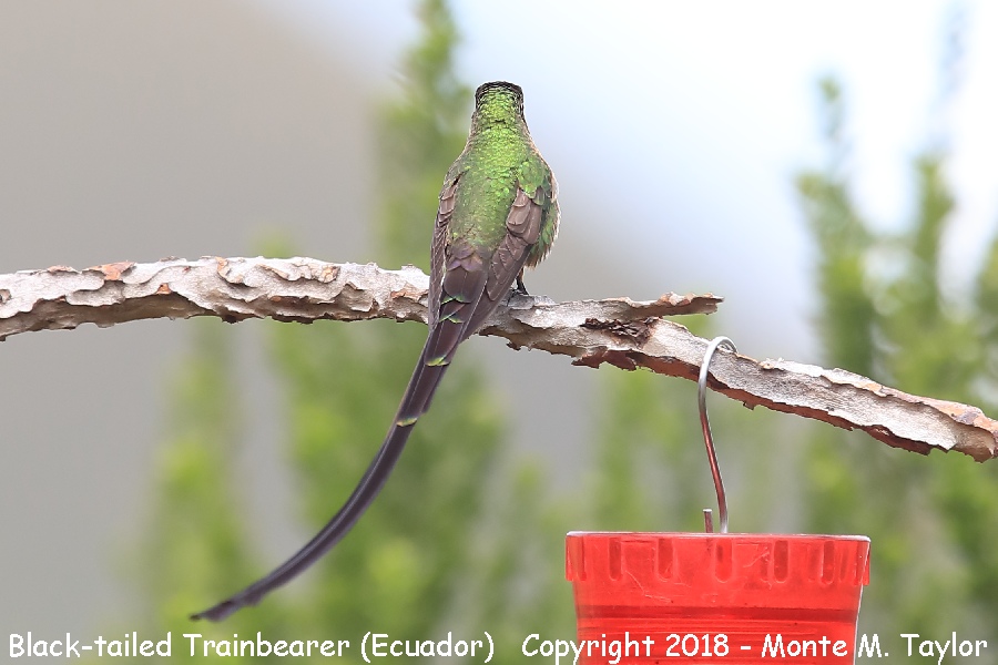 Black-tailed Trainbearer -male- (Tambo Condor Lodge, Ecuador)
