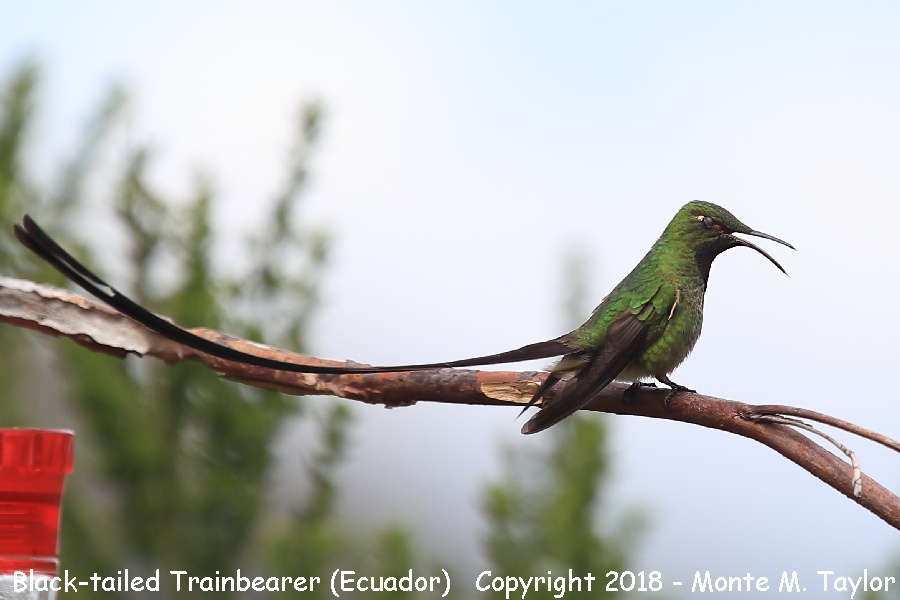 Black-tailed Trainbearer -male- (Tambo Condor Lodge, Ecuador)