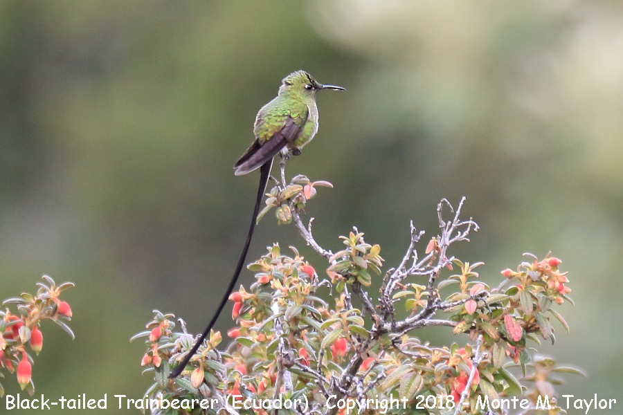 Black-tailed Trainbearer -male- (Tambo Condor Lodge, Ecuador)