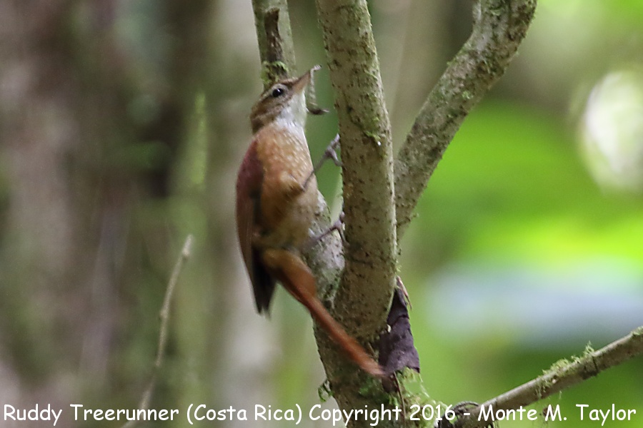Ruddy Treerunner -winter- (Savegre, Costa Rica)