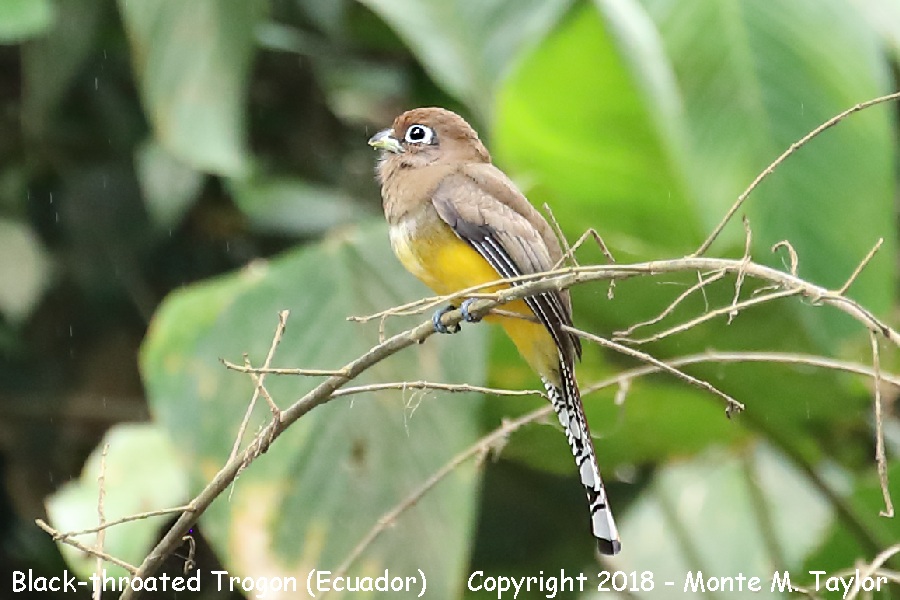 Black-throated Trogon -winter female- (Costa Rica)