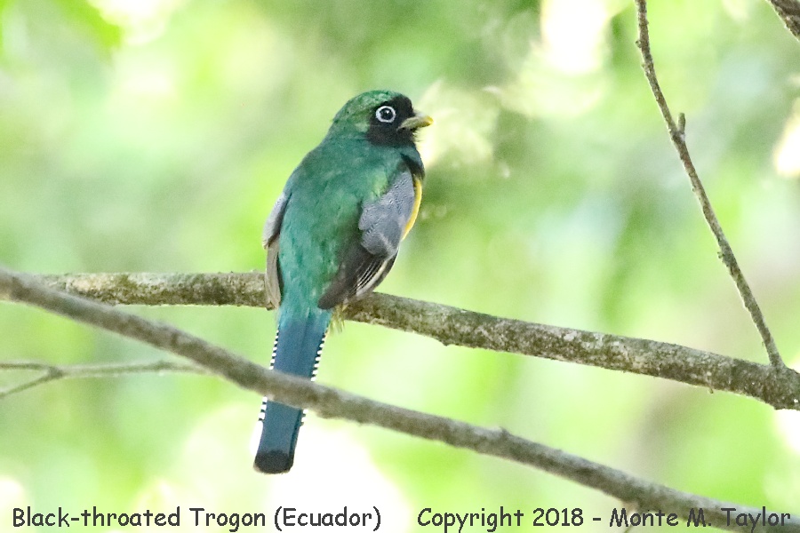 Black-throated Trogon -winter male- (Costa Rica)