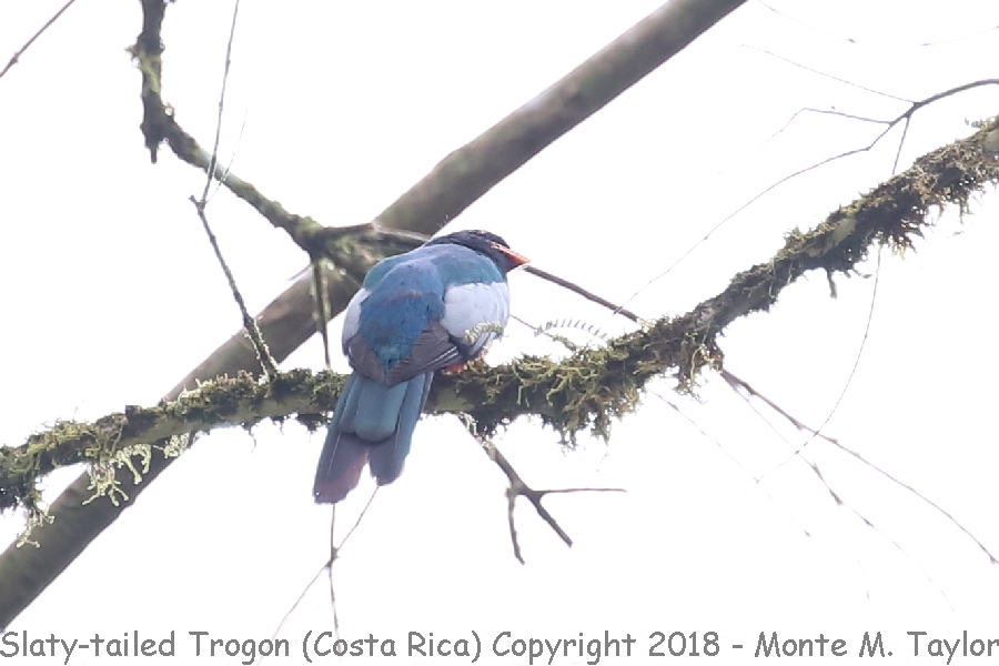 Slaty-tailed Trogon -March male- (Costa Rica)