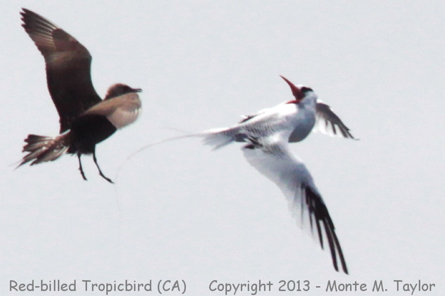 Red-billed Tropicbird -fall- (California)