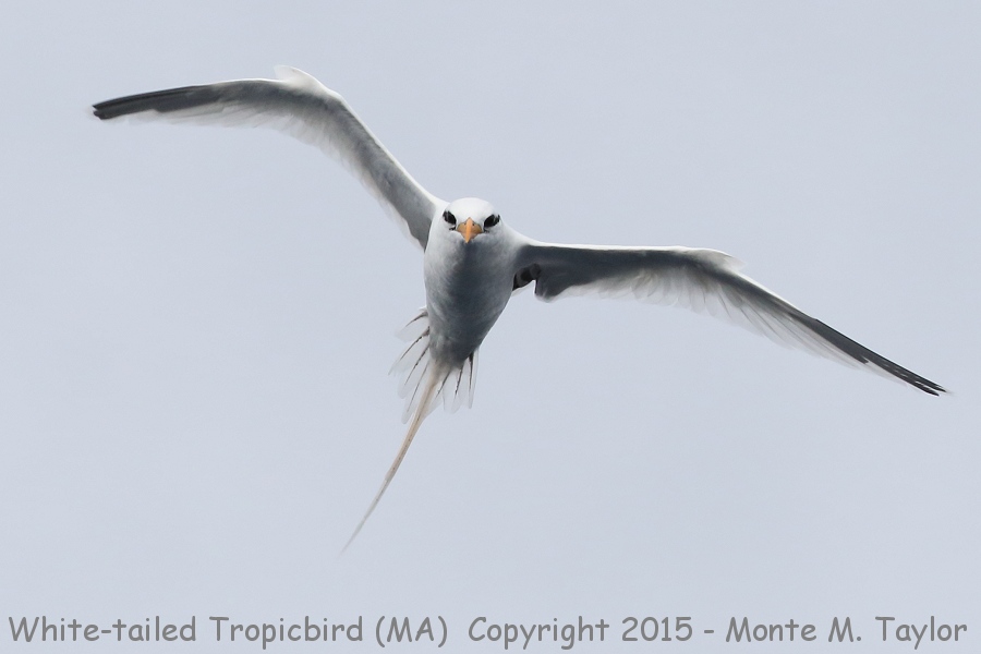 White-tailed Tropicbird -summer- (Massachusetts)