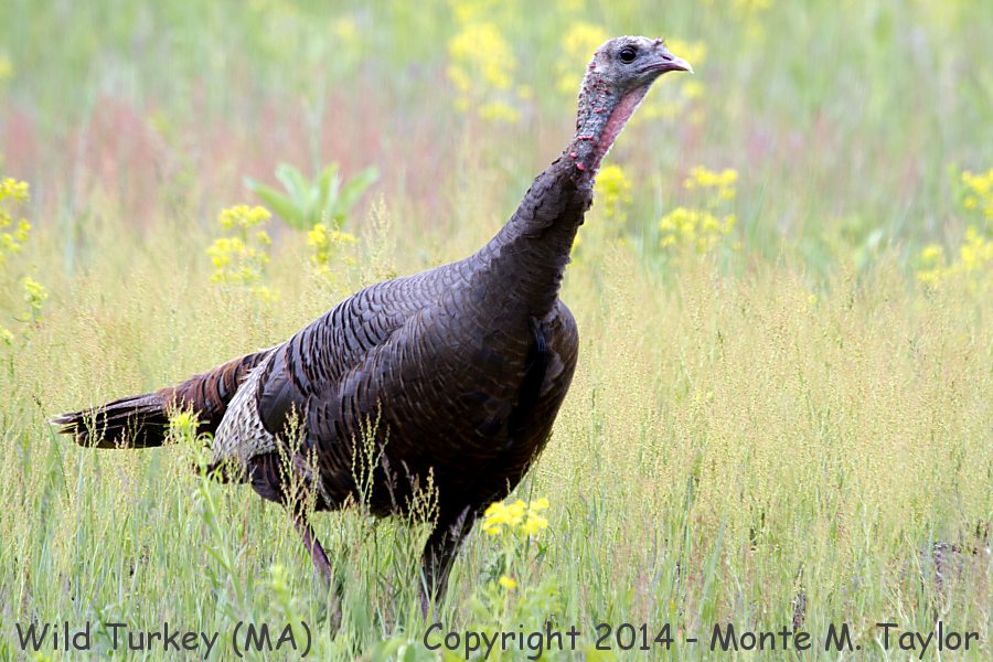 Wild Turkey -spring- (Massachusetts)