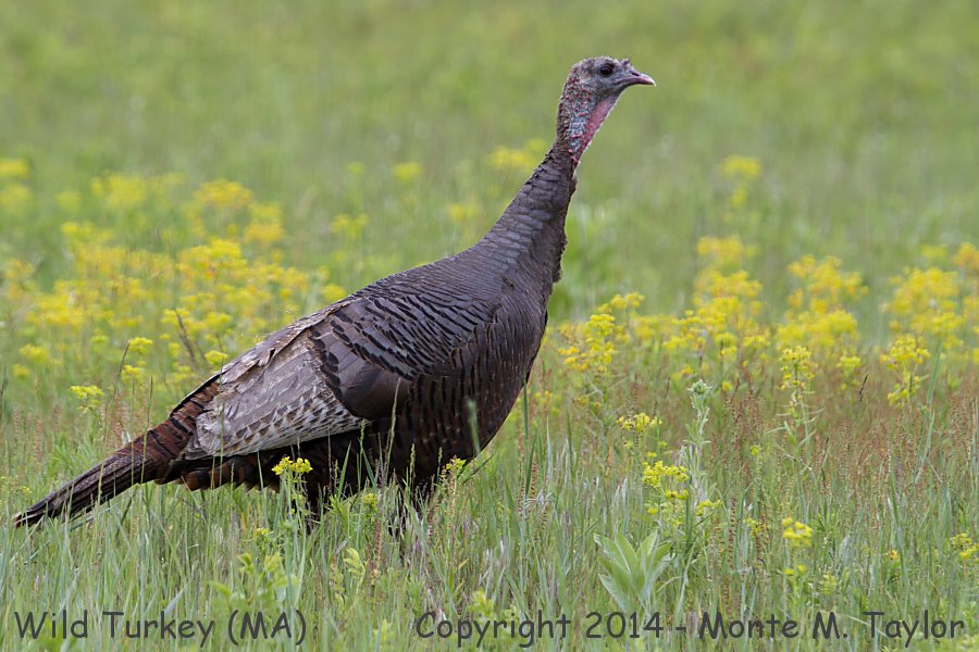 Wild Turkey -spring- (Massachusetts)