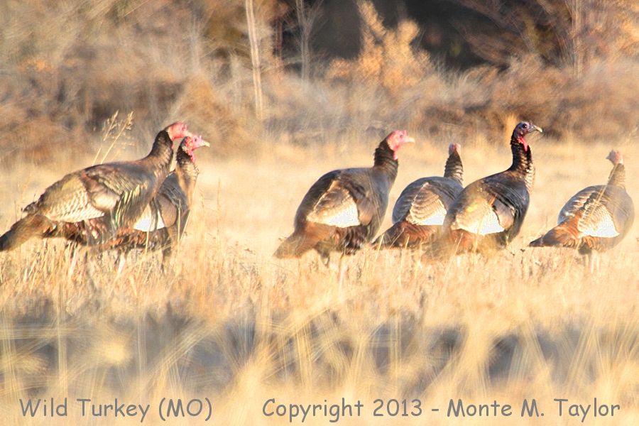 Wild Turkey -winter- (Missouri)