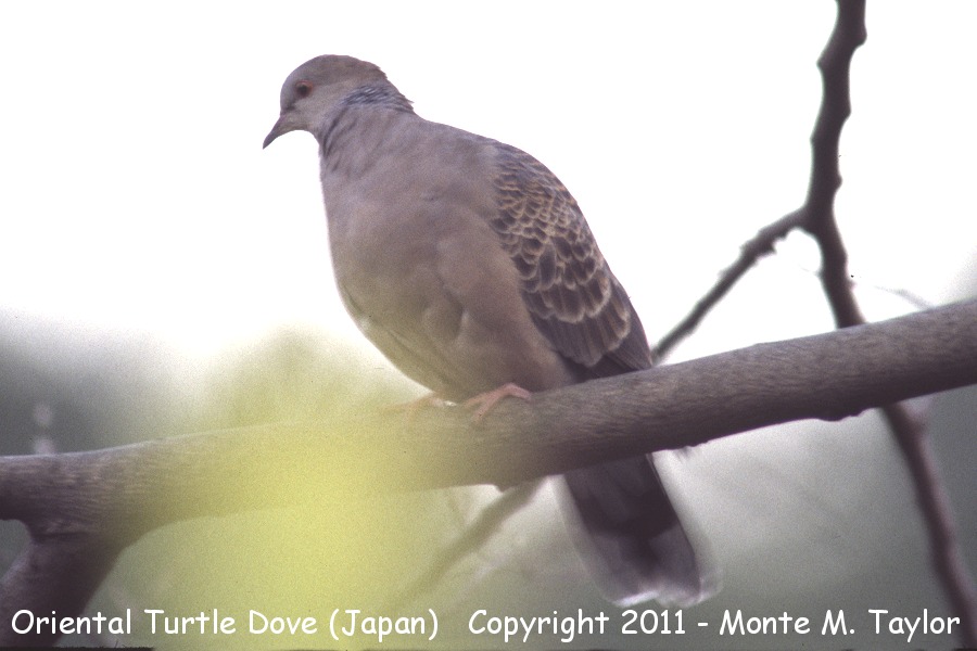 Oriental Turtle-Dove -winter- (Japan)