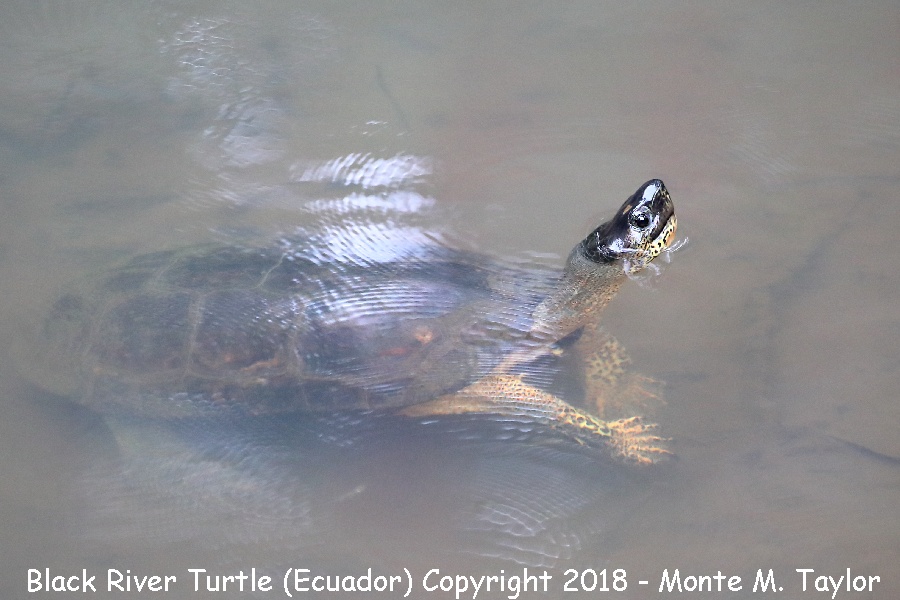 Black River Turtle -March- (Costa Rica)