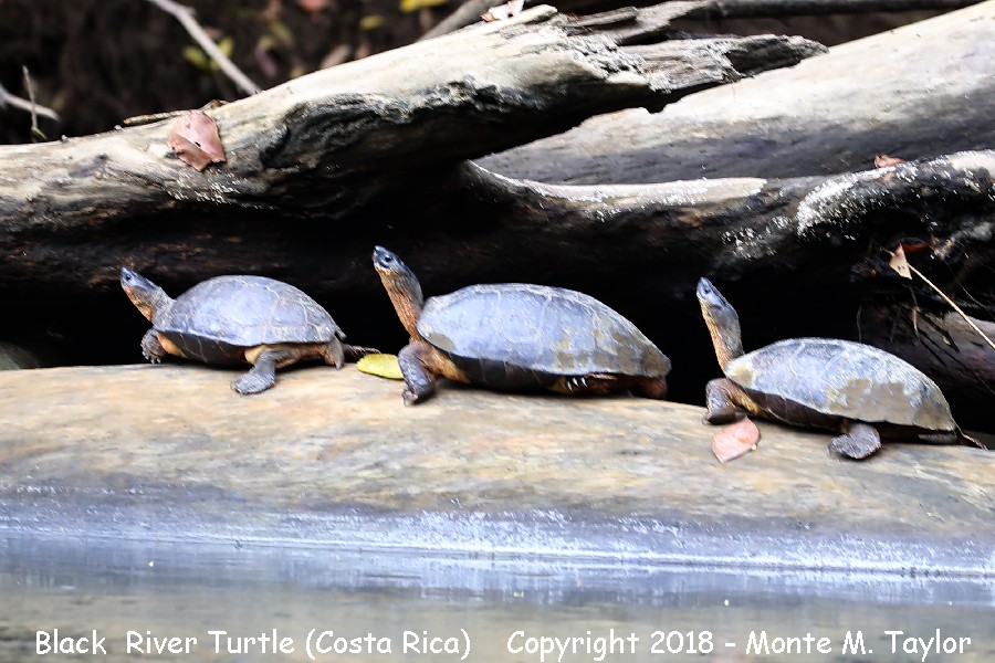 Black River Turtle -March- (Costa Rica)