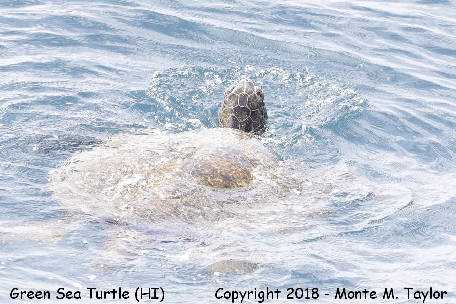 Green Sea Turtle -spring- (Kauai, Hawai'i)