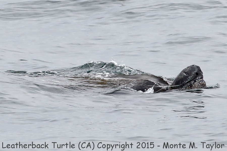 Leatherback Turtle -summer- (California)