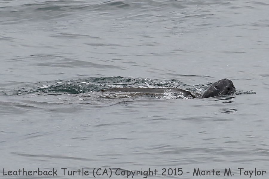 Leatherback Turtle -summer- (California)