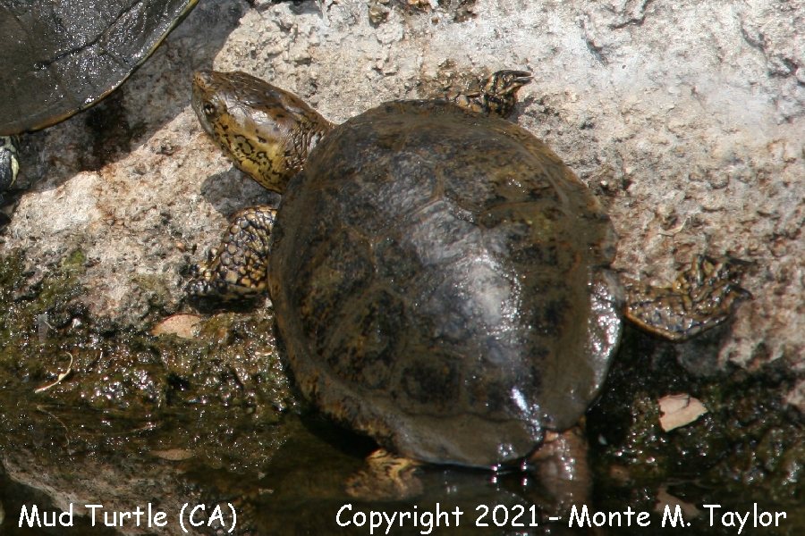Mud Turtle -spring- (California)