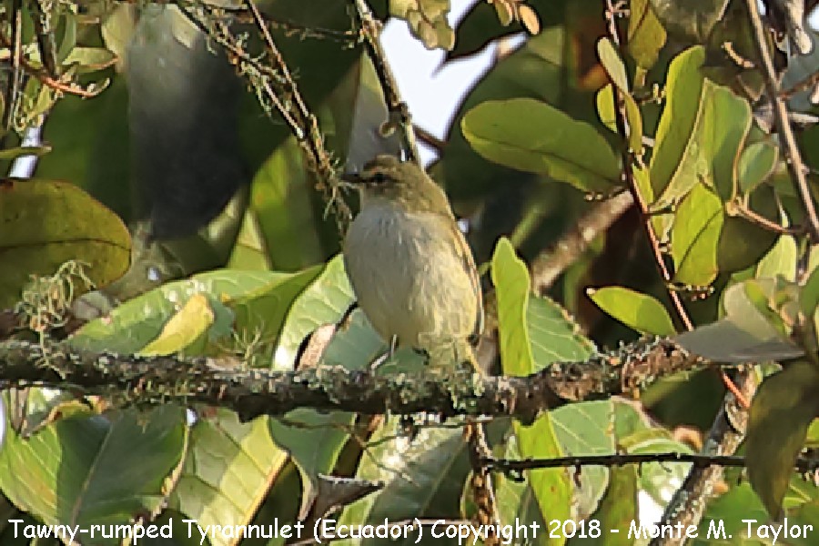 Tawny-rumped Tyrannulet -November- (Mindo, Ecuador)