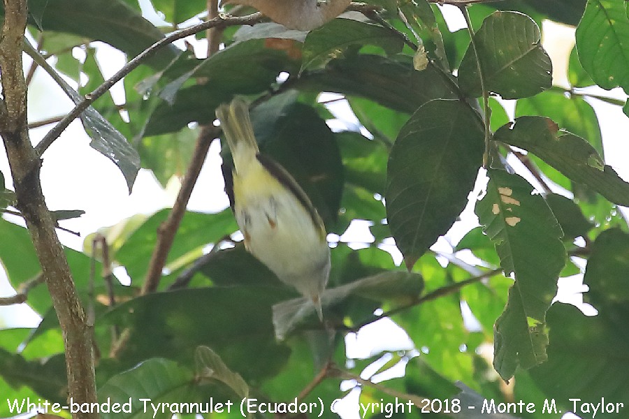 White-banded Tyrannulet -November- (Mindo, Ecuador)