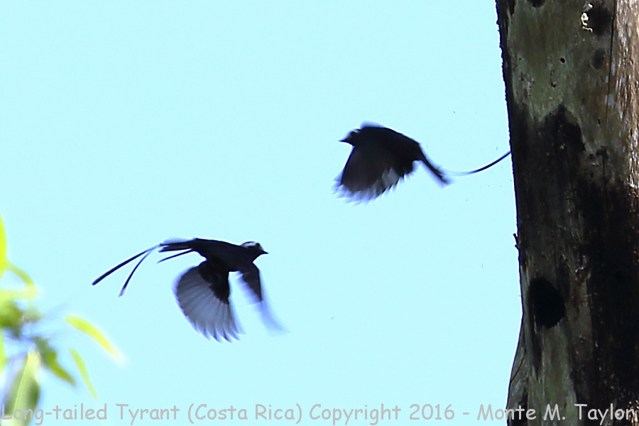 Long-tailed Tyrant -winter- (Selva Verde, Costa Rica)