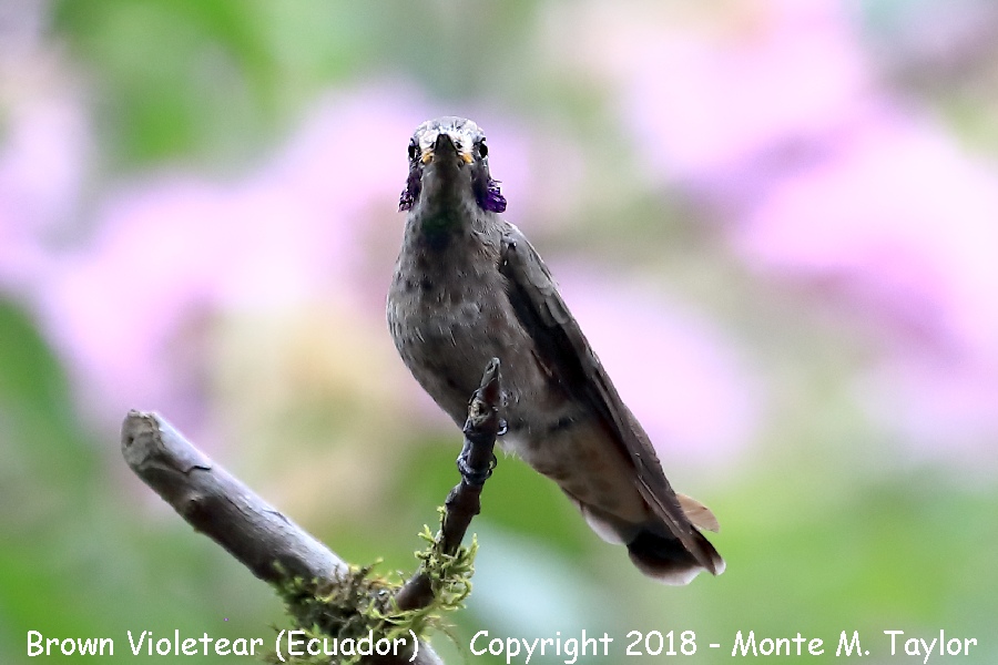 Brown Violetear -November juvenal- (Alambi, Ecuador)