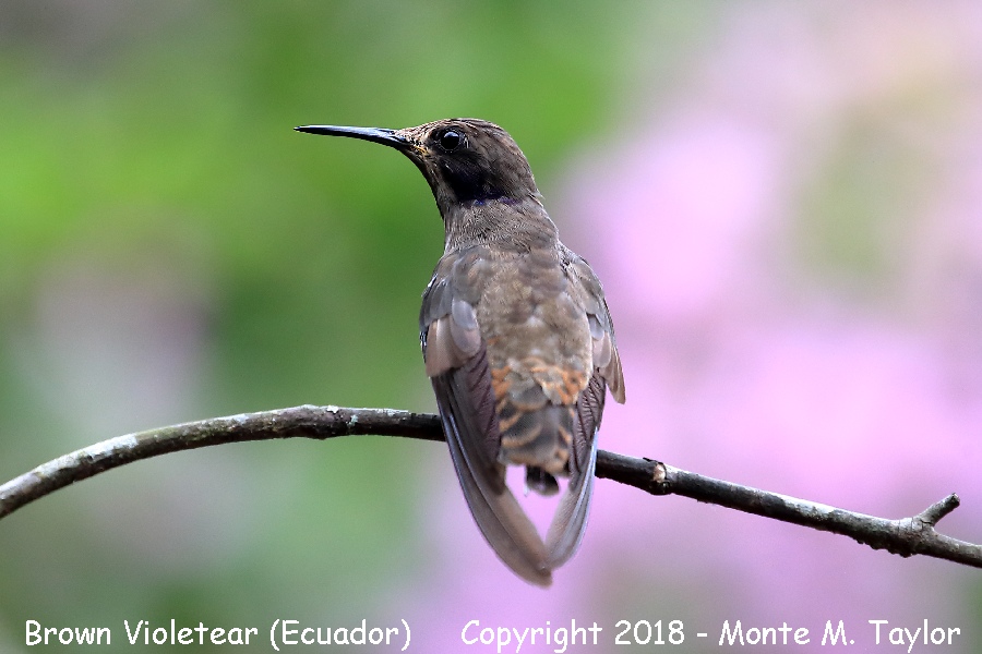 Brown Violetear -November- (Alambi, Ecuador)