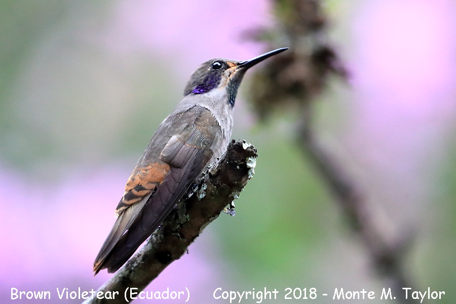 Brown Violetear -November- (Alambi, Ecuador)