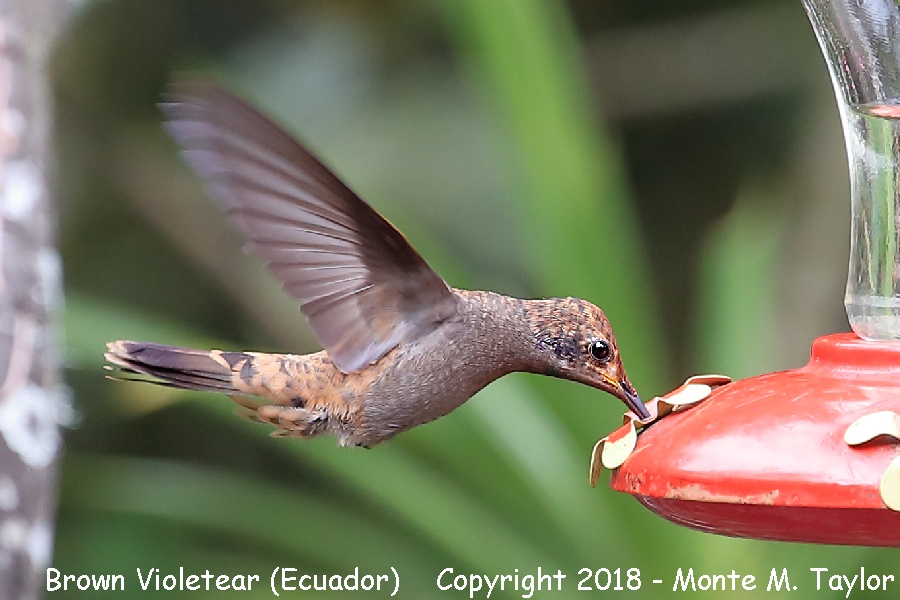 Brown Violetear -November juvenal- (Alambi, Ecuador)