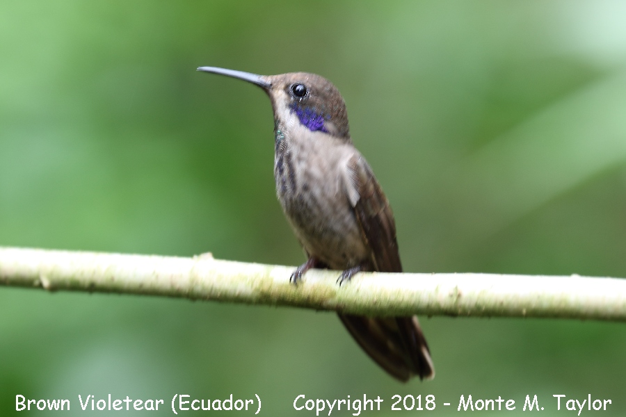 Brown Violetear -November- (Angel Paz Reserve, Ecuador)